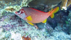 Sargocentron spiniferum