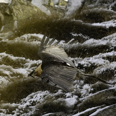 Gypaetus barbatus barbatus