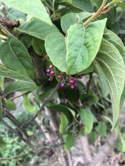 Callicarpa formosana formosana