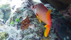 Sargocentron spiniferum