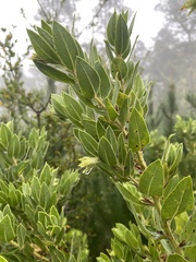 Arctostaphylos virgata