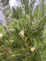 Arctostaphylos virgata