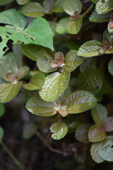 Pilea nummulariifolia