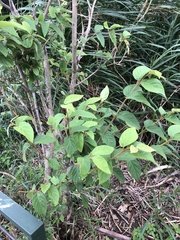 Callicarpa formosana formosana