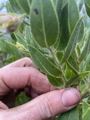 Arctostaphylos virgata
