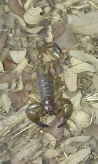 Anuroctonus pococki pococki