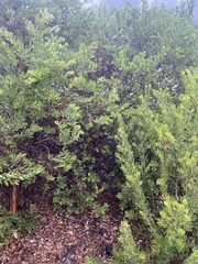 Arctostaphylos virgata