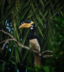 Anthracoceros coronatus