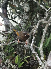 Trochalopteron morrisonianum