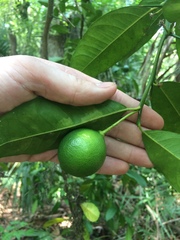 Citrus × limon