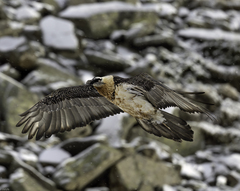 Gypaetus barbatus barbatus