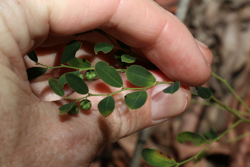 Image of forest phyllanthus by (c) Greg Tasney, some rights reserved (CC BY-SA)