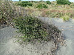 Laurus nobilis