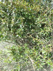 Laurus nobilis