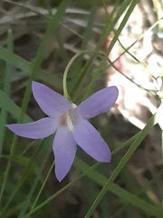 Wahlenbergia gymnoclada