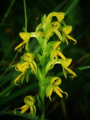 Habenaria