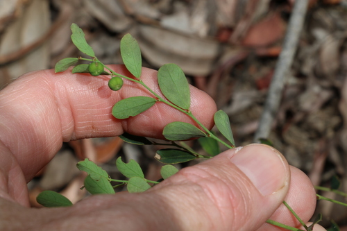 Image of forest phyllanthus by (c) Greg Tasney, some rights reserved (CC BY-SA)