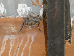 Taphozous mauritianus