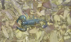 Anuroctonus pococki pococki