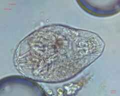 Rotifera