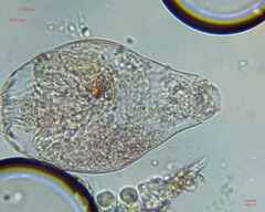 Rotifera