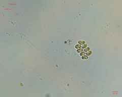 Scenedesmaceae