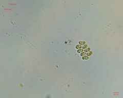 Scenedesmaceae
