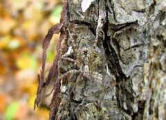 Anyphaena accentuata