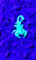 Anuroctonus pococki pococki