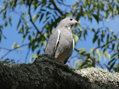 Kaupifalco monogrammicus