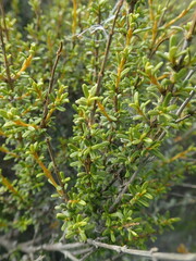 Leptospermum scoparium