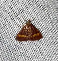 Pyrausta pseuderosnealis