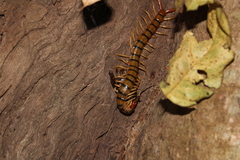 Ethmostigmus rubripes