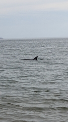 Tursiops
