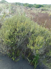 Leptospermum scoparium