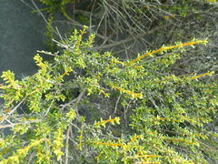 Leptospermum scoparium