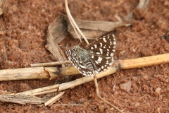 Spialia galba
