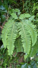 Dicranopteris