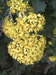Senecio tamoides