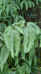 Dicranopteris
