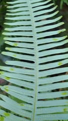Dicranopteris