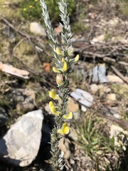 Aspalathus caledonensis