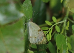 Colotis aurora
