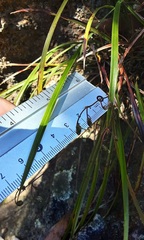 Dianella tenuissima