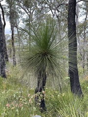 Xanthorrhoea preissii