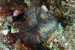 Lobophyllia