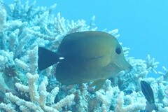 Zebrasoma scopas