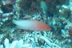 Cephalopholis spiloparaea