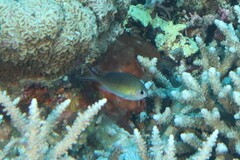 Chromis ternatensis