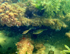 Meuschenia hippocrepis